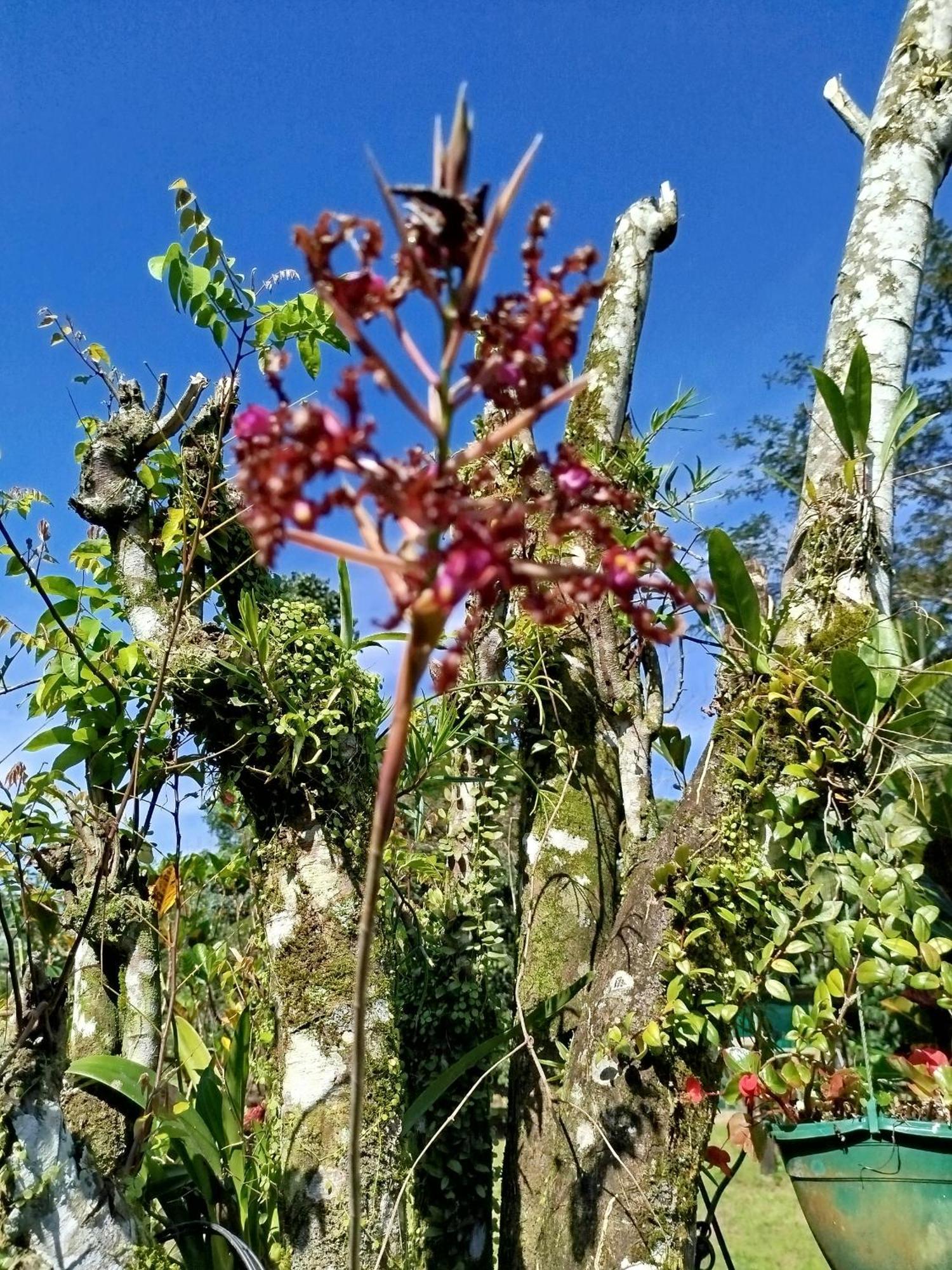 Paraiso Verde Siqurres Da Alegria Екстер'єр фото